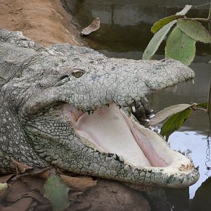 Mugger crocodile
