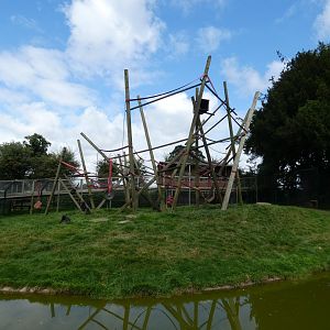 Sulawesi crested macaque enclosure