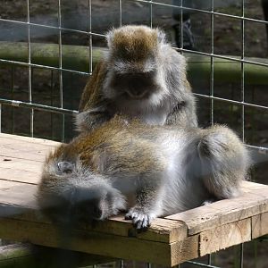Crab-eating macaques