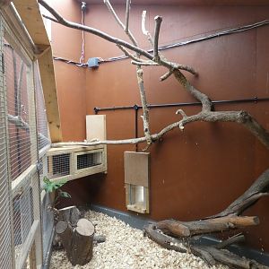Owston's palm civet indoor enclosure