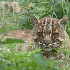 Temminck's golden cat