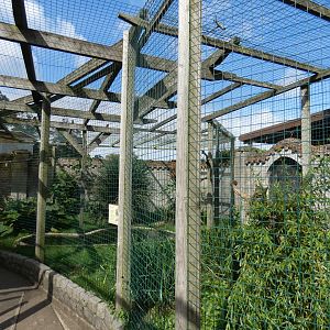 Blyth's hornbill aviary