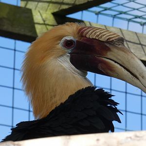 Blyth's hornbill