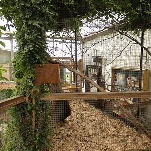 Belanger's tree shrew enclosure
