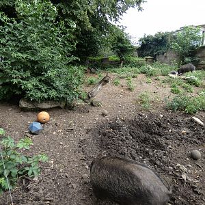 Visayan warty pig enclosure