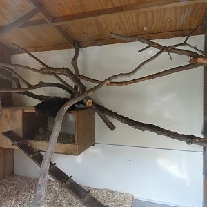 Binturong indoor enclosure