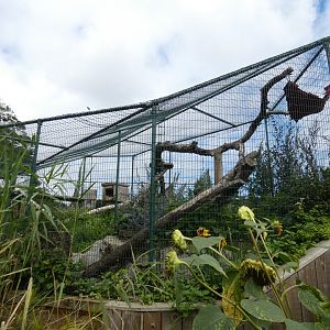Asian leopard cat enclosure