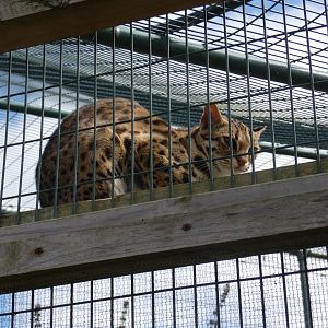 Asian leopard cat
