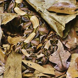 Western Gaboon Viper (Bitis gabonica)