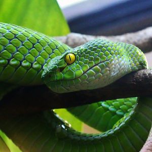 Large-eyed Pit Viper (Trimeresurus macrops)