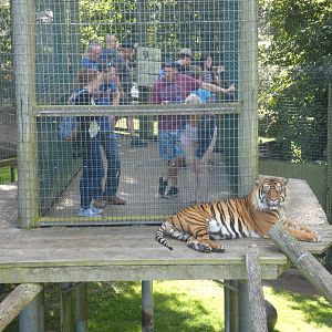 Sumatran tiger machan viewing area