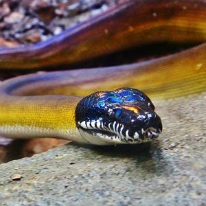 Northern White-lipped Python (Leiopython albertisii)