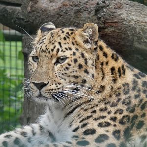 Amur leopard