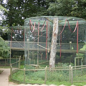 Siamang enclosures