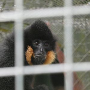 Golden-cheeked gibbon