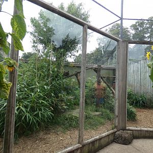 Indochinese clouded leopard enclosure