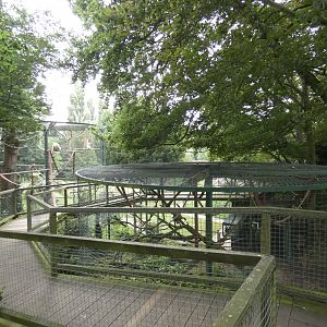 Lar gibbon enclosures