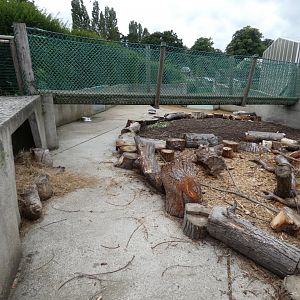 Indian crested porcupine enclosure