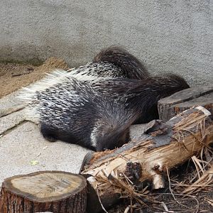 Indian crested porcupine
