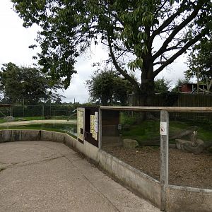 Asian short-clawed otter enclosure