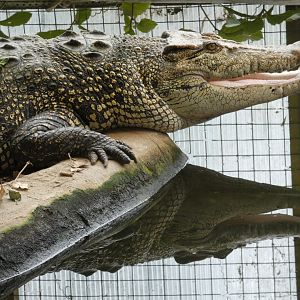 Saltwater crocodile