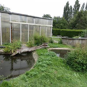American alligator outdoor enclosure