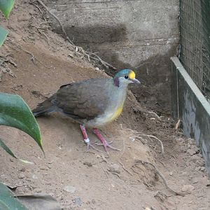 Sulawesi ground dove