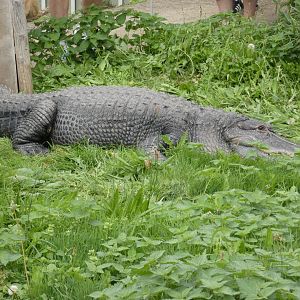 American alligator outdoors