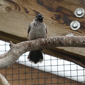 Red-vented bulbul