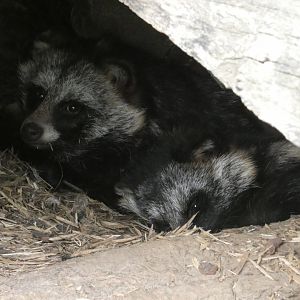 Racoon dogs