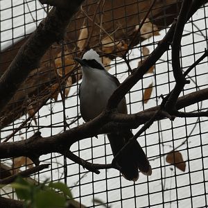 White-crested laughingthrush