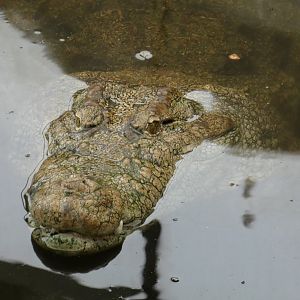 Mugger crocodile female