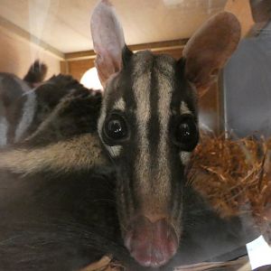 Owston's palm civet close-up