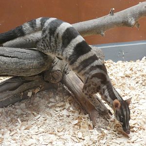 Owston's palm civet