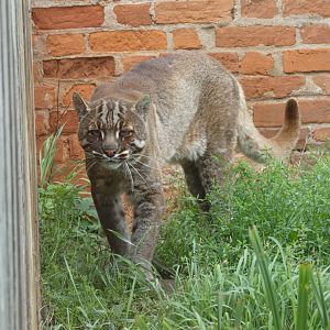 Temminck's golden cat