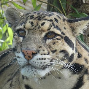 Indochinese clouded leopard