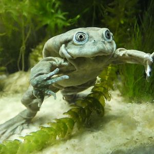 Lake Titicaca water frog