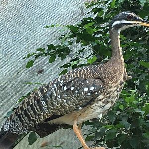 Sunbittern (Eurypyga helias)