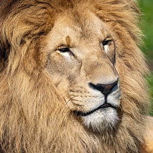 Benjamin - African Lion / Wolds Wildlife Park / 11-8-21