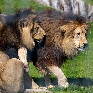 Maus and Lorenzo - African Lion / Wolds Wildlife Park / 11-8-21