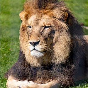 Maus or Lorenzo - African Lion / Wolds Wildlife Park / 11-8-21