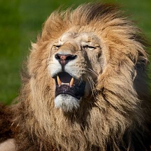 Maus or Lorenzo - African Lion / Wolds Wildlife Park / 11-8-21