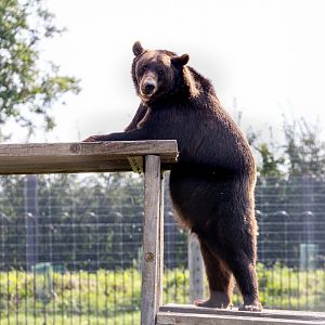 Brown Bear / Wolds Wildlife Park / 11-8-21