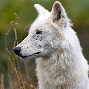 Hudson Bay Wolf / Woodside Wildlife Park / 11-8-21