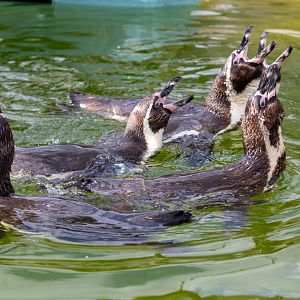 Humbolt Penguins / Woodside Wildlife Park / 11-8-21