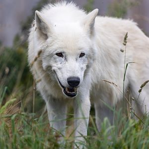 Hudson Bay Wolf  / Woodside Wildlife Park / 11-8-21