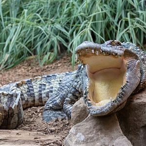 Siamese Crocodile  / Woodside Wildlife Park / 11-8-21
