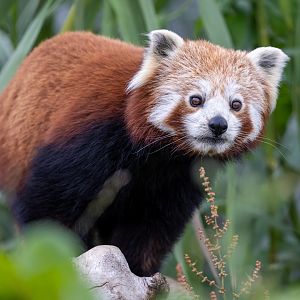 Red Panda  / Woodside Wildlife Park / 11-8-21