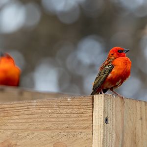 Madagascan Red Fody  / Woodside Wildlife Park / 11-8-21