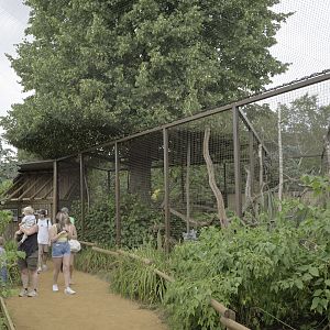 Broad-nosed gentle lemur enclosure